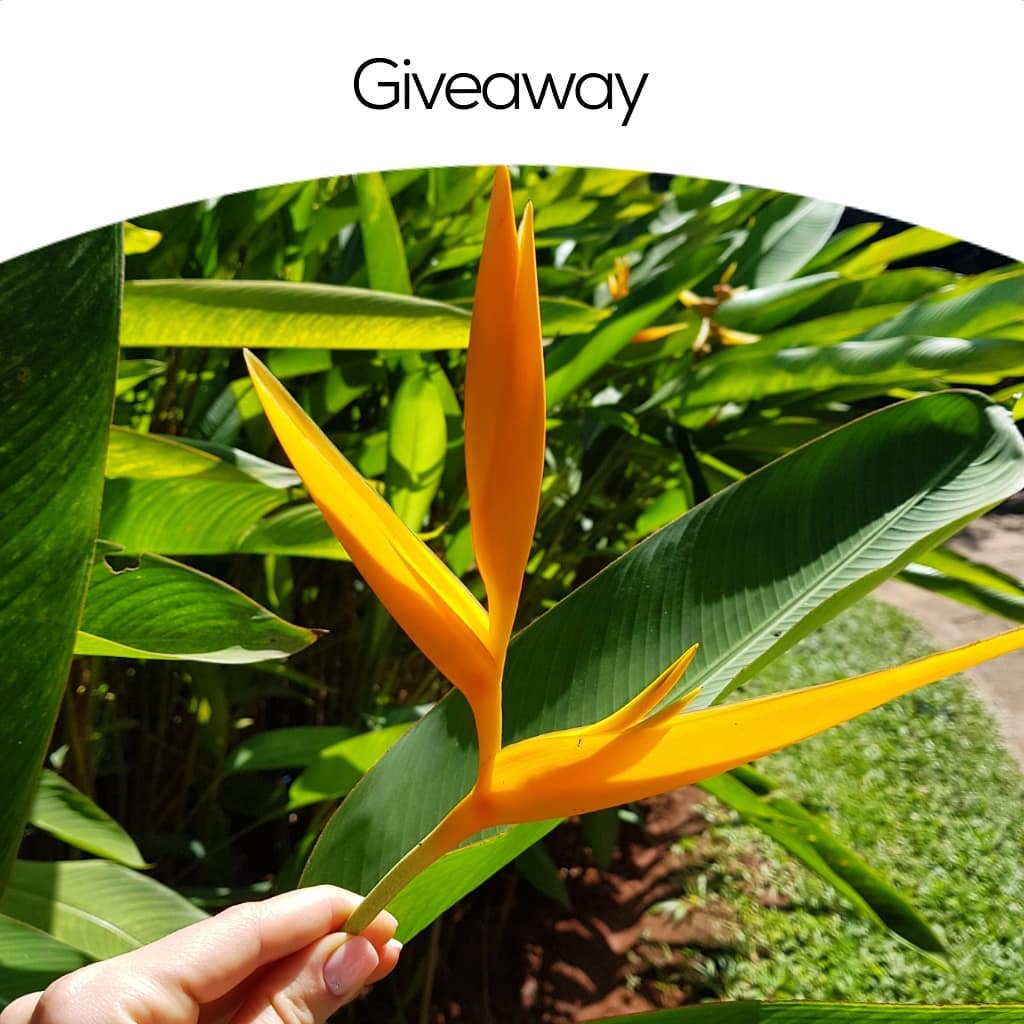 Giveaway